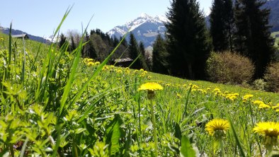 Moaeben Alpbach Frühling im Tal