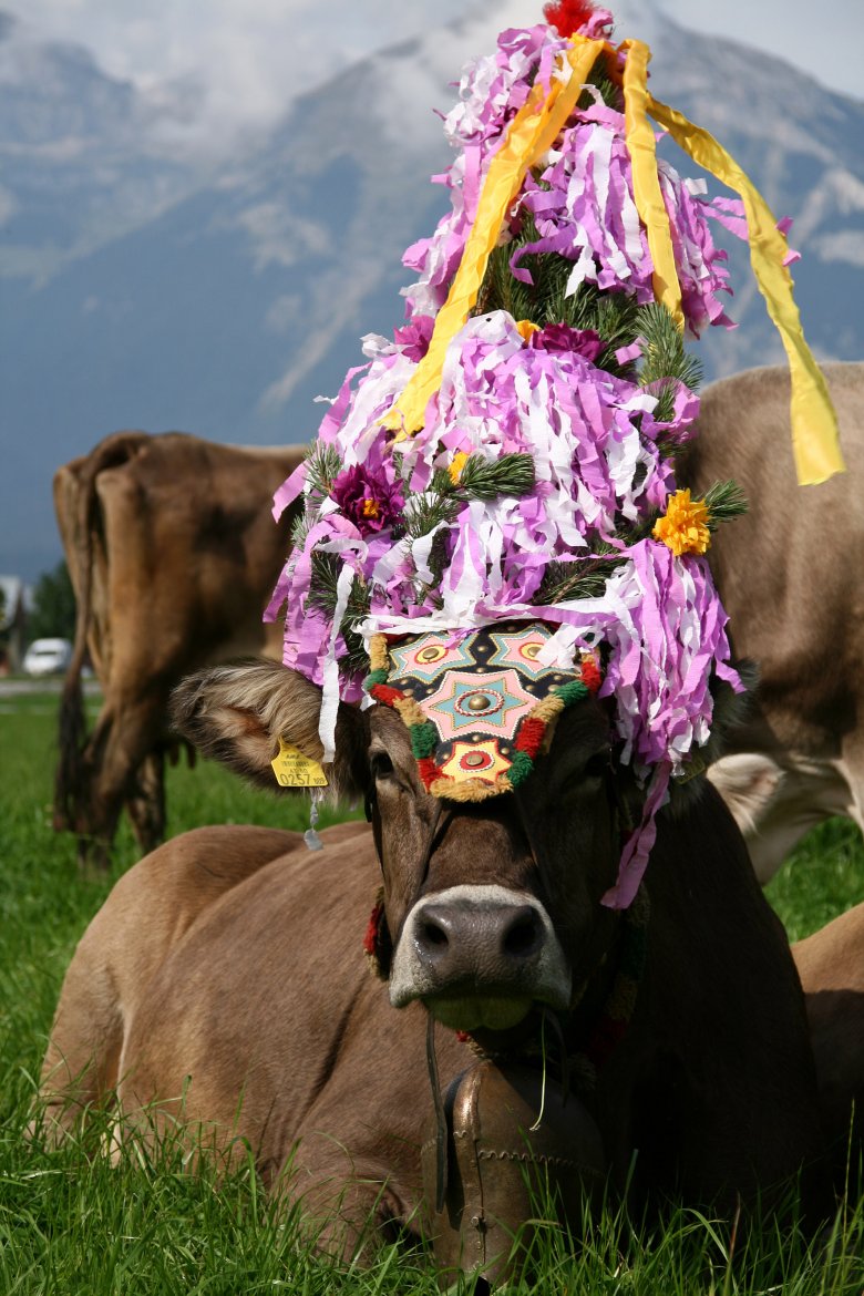 Cows being brought down from the pastures at the end of summer.
, © Tirol Werbung / Bernhard Aichner