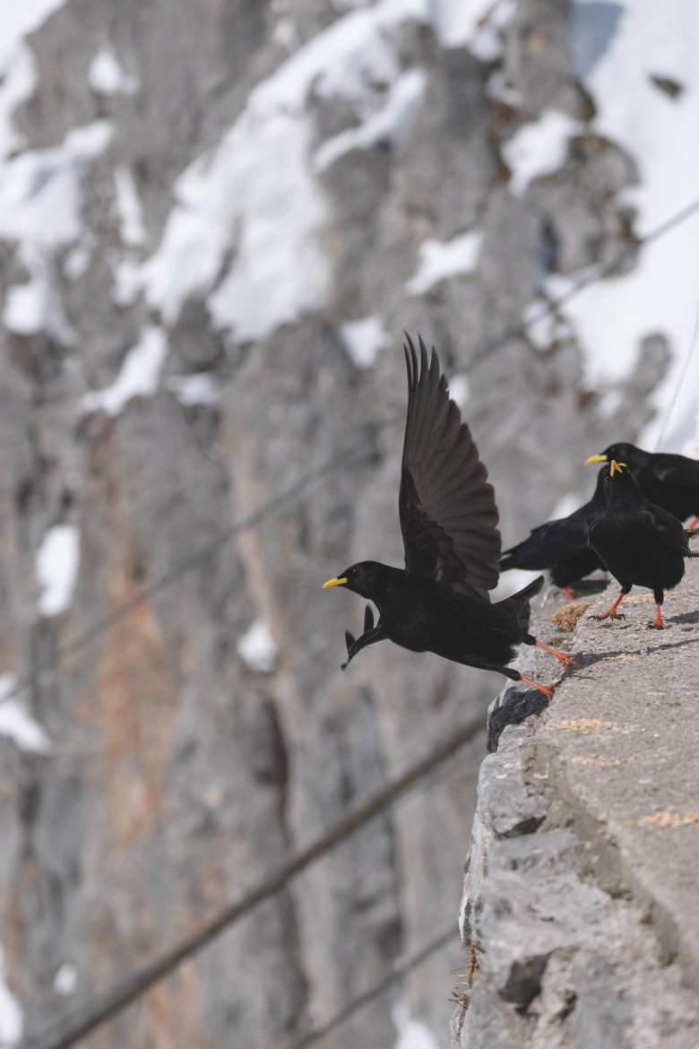 Up, up and away! Alpine choughs are known for their incredible skills in the air.
