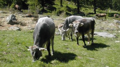 Natur pur im Villgratental