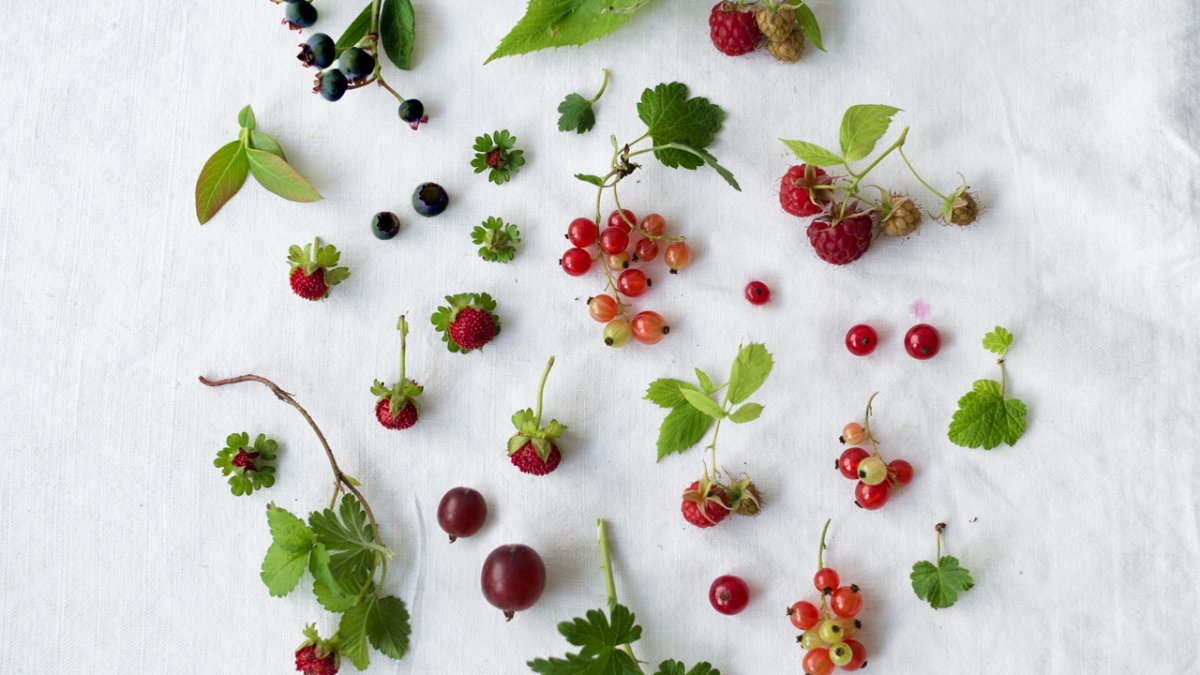 Wild berries, © Tirol Werbung / Kathrin Koschitzki
