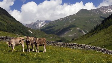 Getting Close to Nature in Defereggental Valley, © TVB Osttirol