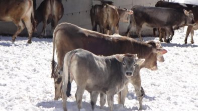 Kühe beim Schneeschuhwandern