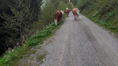 Wanderung nach Niederau