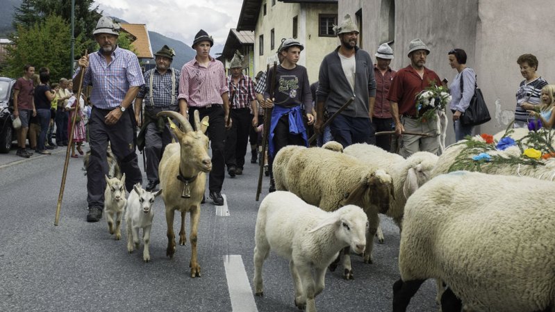 The Sheep Drive in Tarrenz is the biggest sheep drive in the region, © Tirol Werbung/Jörg Koopmann