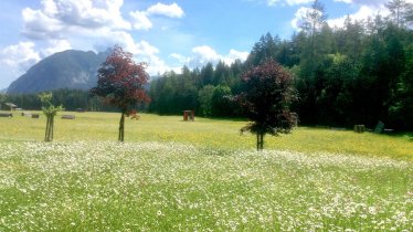 Blumenwiesen soweit das Auge reicht