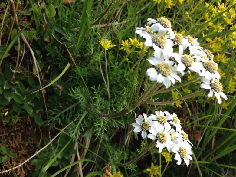 Black Yarrow