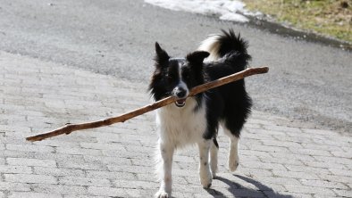 Bordercollie-Hündin Bella