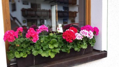 Blumen am Haus Alta Riva