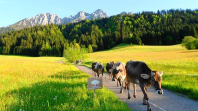 Bauernhof Großwolfing Ebbs - Unsere Kühe