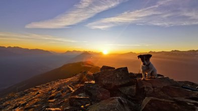 Mountain Nature Hiking Dogs