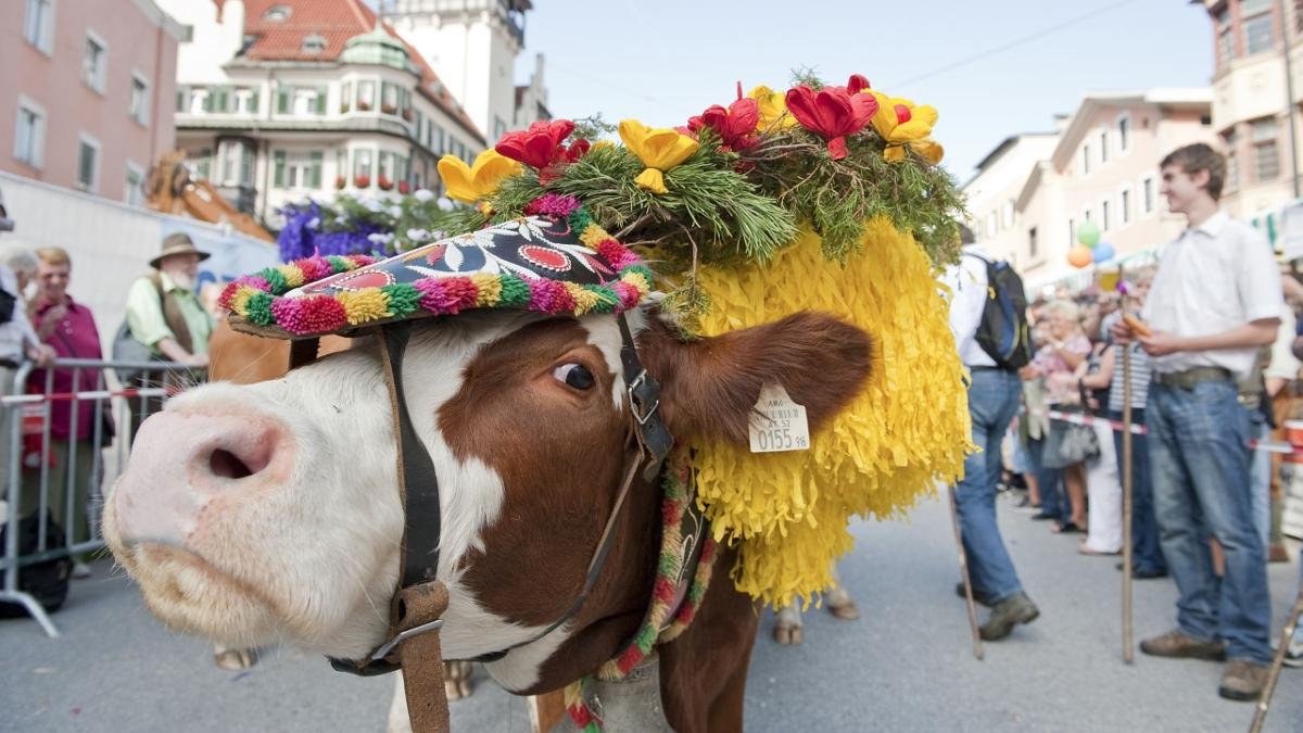 One sure sign that autumn is on its way are the traditional processions in the Kufstein region bringing cattle down from the high mountain pastures where they have spent the summer. During these events, which take place every Saturday in September, the cows often wear elaborate headpieces made of flowers. In Kufstein and Thiersee this tradition is accompanied by autumn fairs., © Ferienland Kufstein