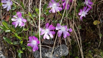 Alpenblumen, © Binder