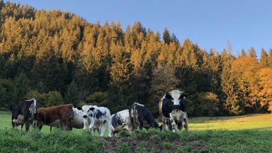Aussergraben_Alpbach_Herbst unsere Herde, © Fam. Mayer