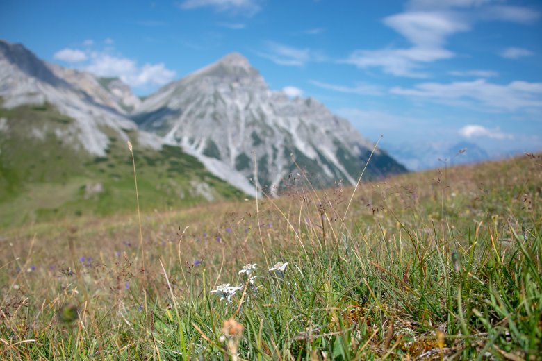 Edelweiss on the meadows in the Gschnitztal Valley.
, © Tirol Werbung / Angela Fuchs