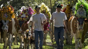 The coming home of the cattle for winter is a reason for a festival in Gerlos, © Zillertal Tourismus/Bernd Ritschel