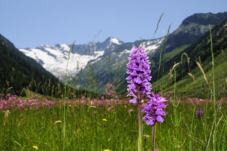 Broad-Leaved Marsh Orchid, © Nationalpark Hohe Tauern / Rieder