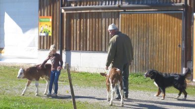 Bio-Bauernhof-Haslach-Koessen-Tiere