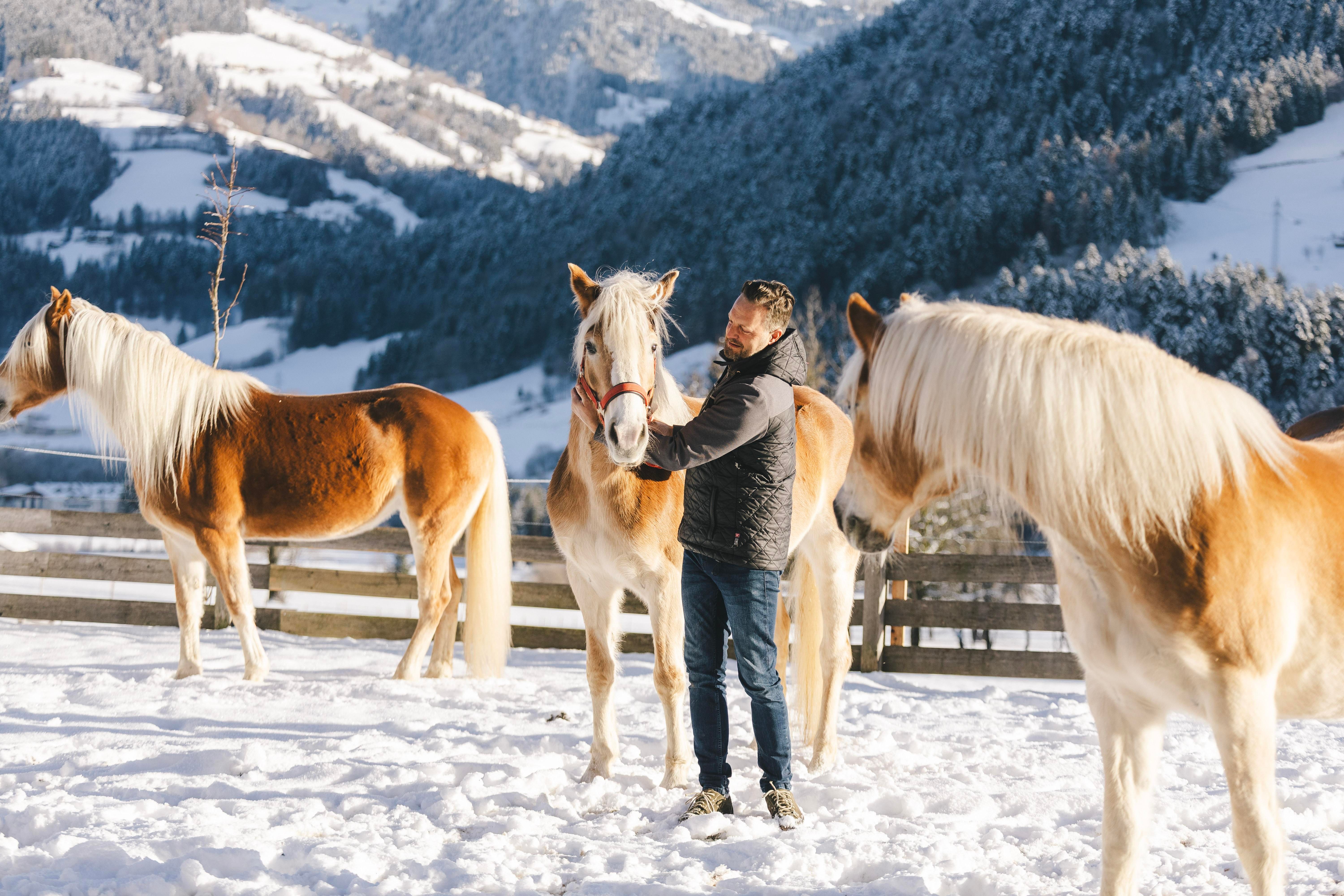 A man is standing in the snow and petting a horse. In the background, more horses and a snow-covered mountain landscape can be seen.