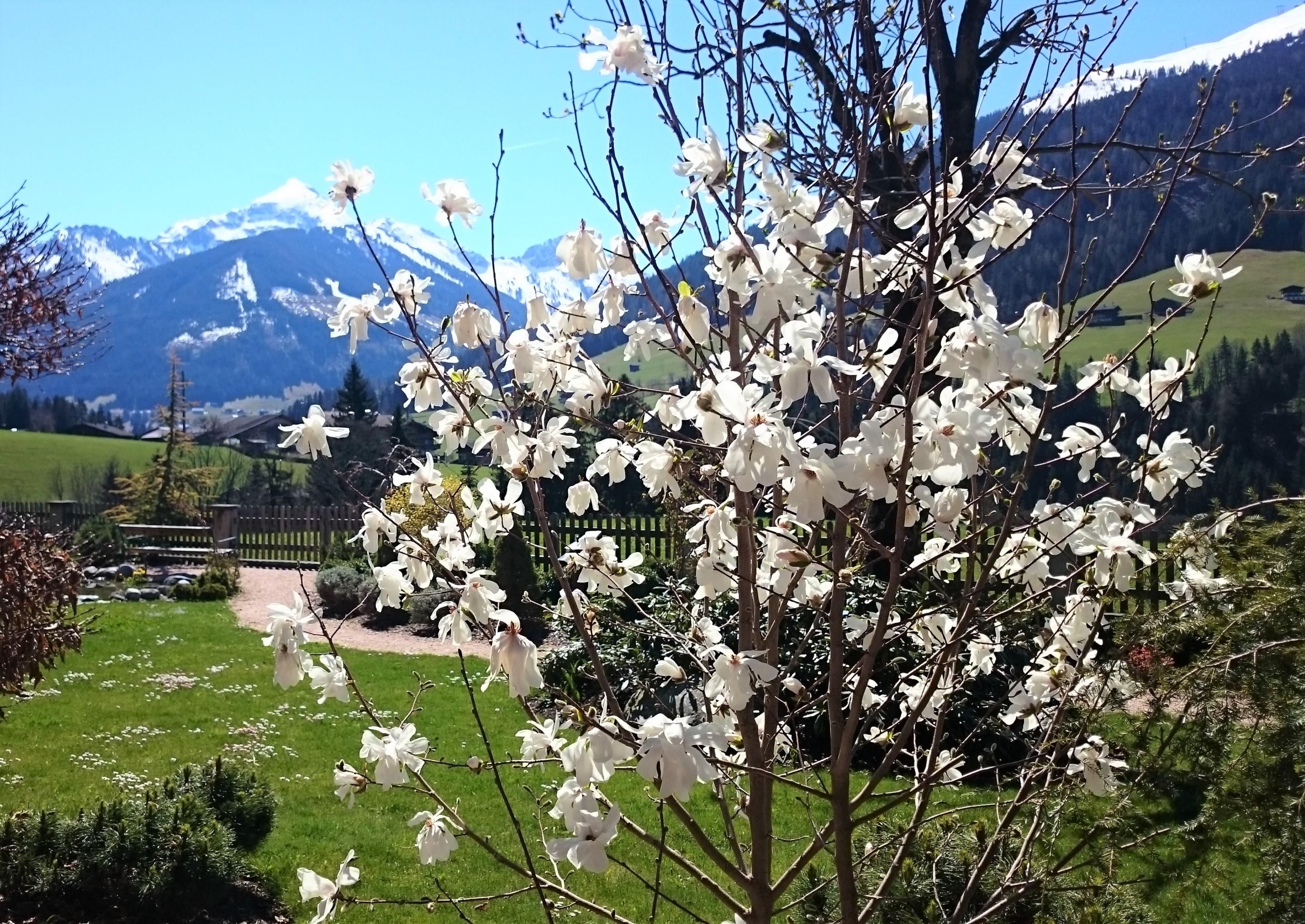 A blooming tree with white flowers in front of a picturesque mountain landscape. In the background, snow-capped mountains and a clear sky can be seen.