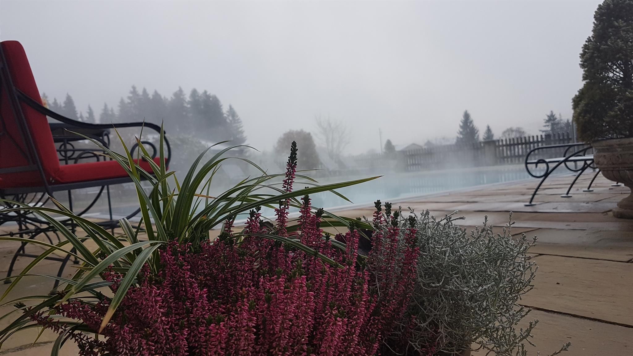 A tranquil pool area with steaming water and colorful plants in the foreground. In the background, trees and a blurred landscape are visible.