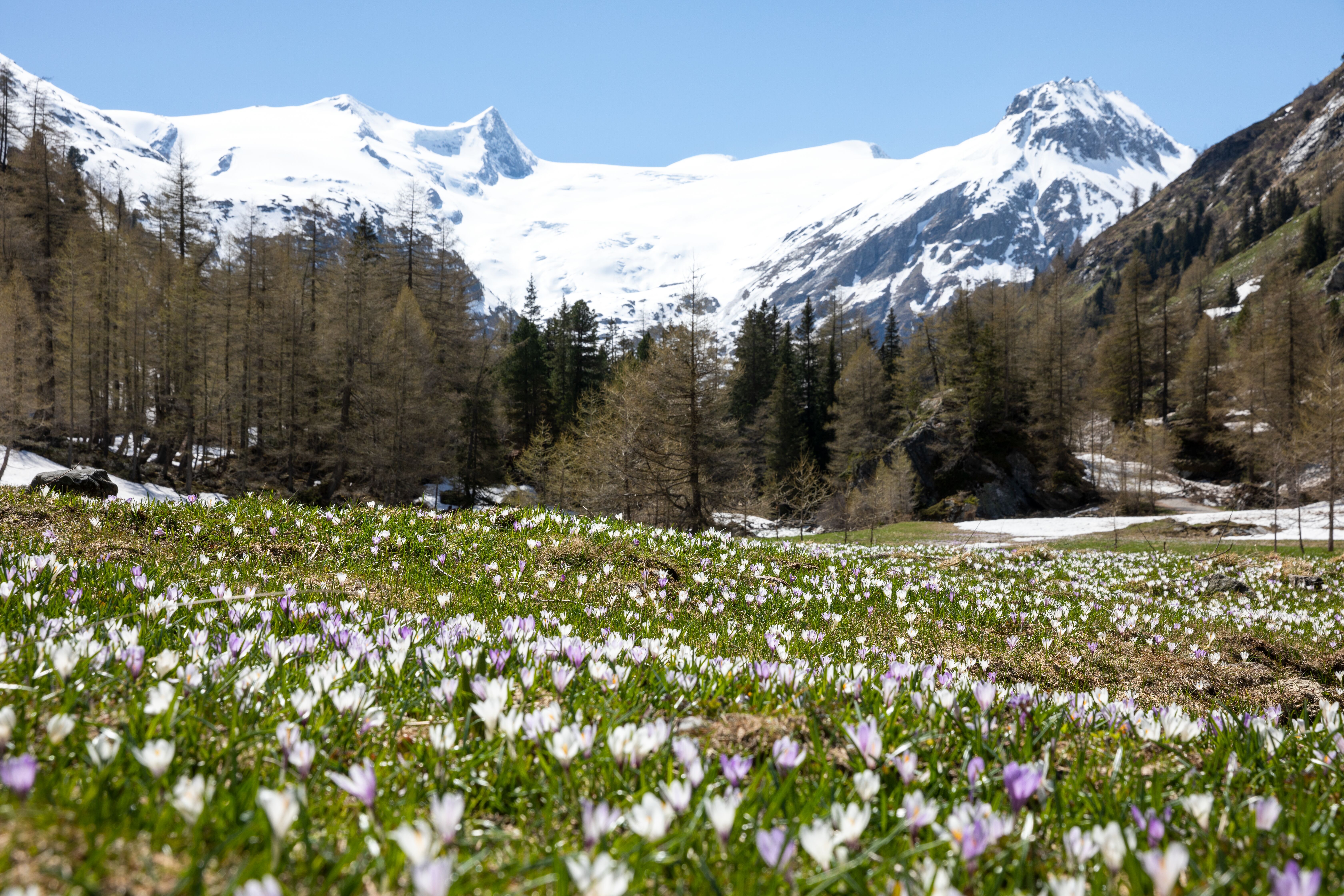 Gschlösstal in Osttirol im Frühling, Krokuswiese mit schneebedeckten Bergen im Hintergund