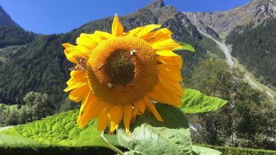 Sonneblumen