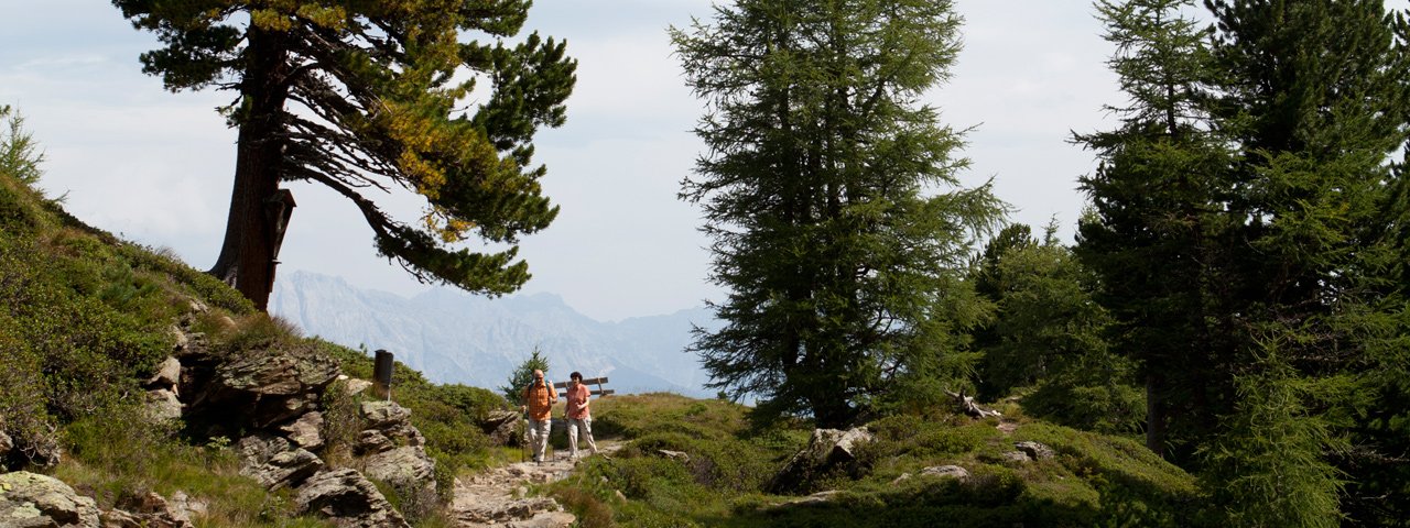 Zirbenweg Trail, © Tirol Werbung/Markus Jenewein