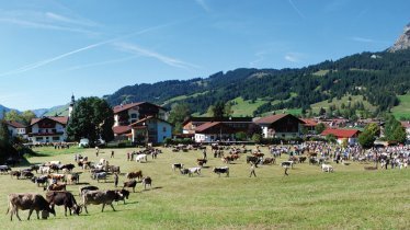 The coming home of the cattle for winter at Tannheim Valley is a reason for great celebration, © TVB Tannheimer Tal