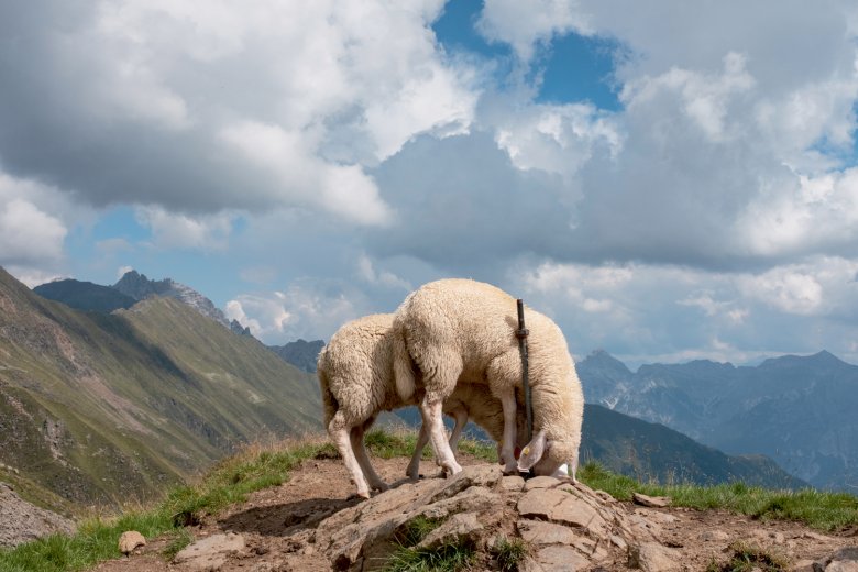 Some of the many sheep near the Seeducker Hochalm hut.