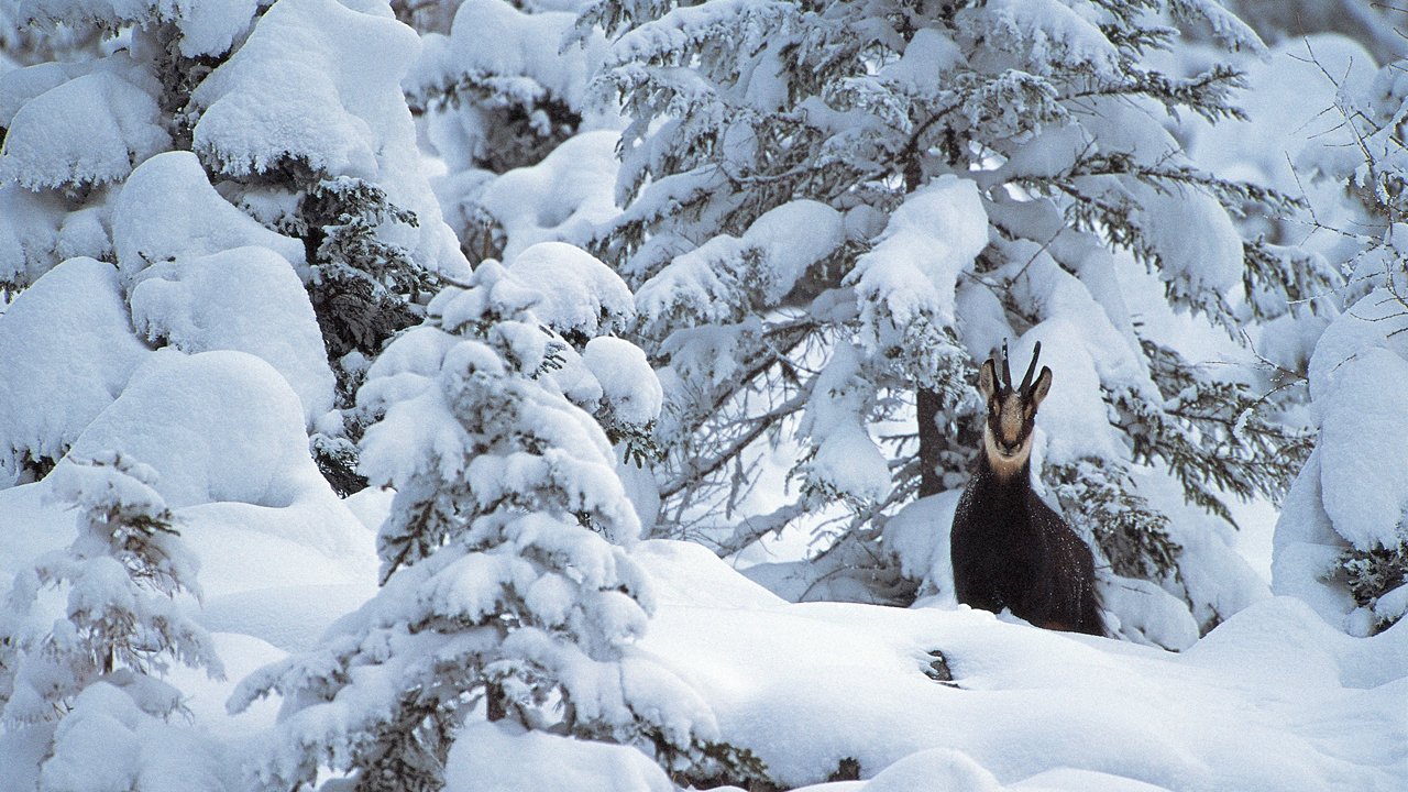 Chamois in the nature park