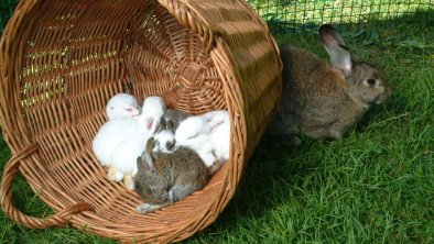 Unsere Kaninchenfamilie