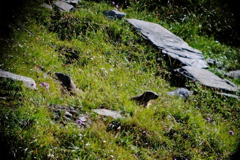 Marmots and…