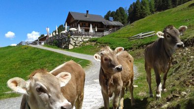 Unsere Feldringalm, © Gasthof Marlstein KG