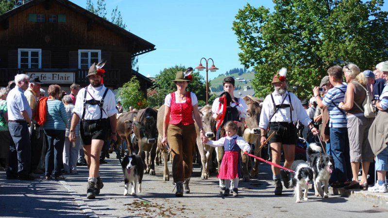 Cows and goats and return from the Alpine grazing areas to their farms down in the valley, © TVB Tannheimer Tal