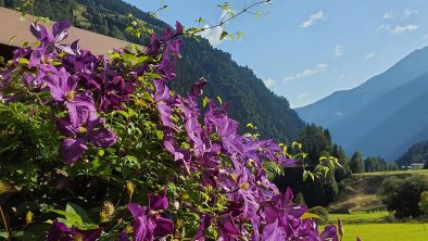 clematis