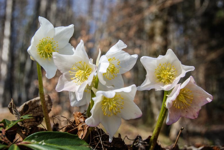 …a proud delegation announcing the arrival of spring. Photo: Jannis Braun