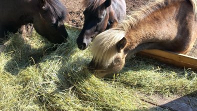 Pony`s am Stallhäuslhof