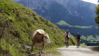 Kaiserwinkl-Koessen-Tirol-Kuh-Sommer-Urlaub-Aussicht, © TVB Kaiserwinkl
