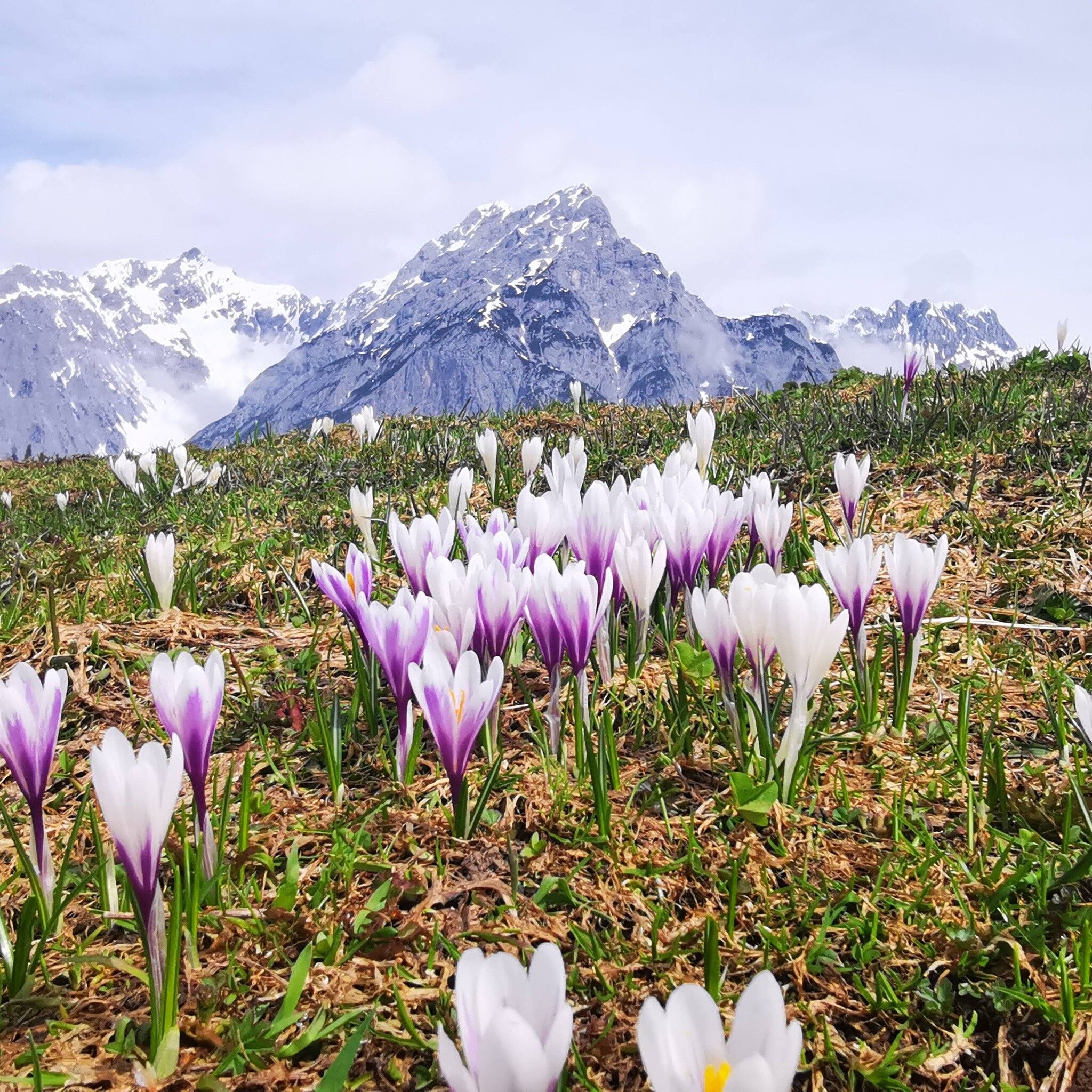 Krokusblüte Walderalm im Karwendel