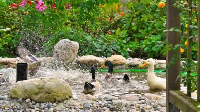 enten im teich