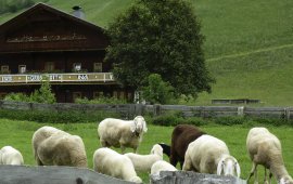 Osttiroler Berglamm (East Tirol Mountain Lamb), © Tirol Werbung/Bernhard Aichner