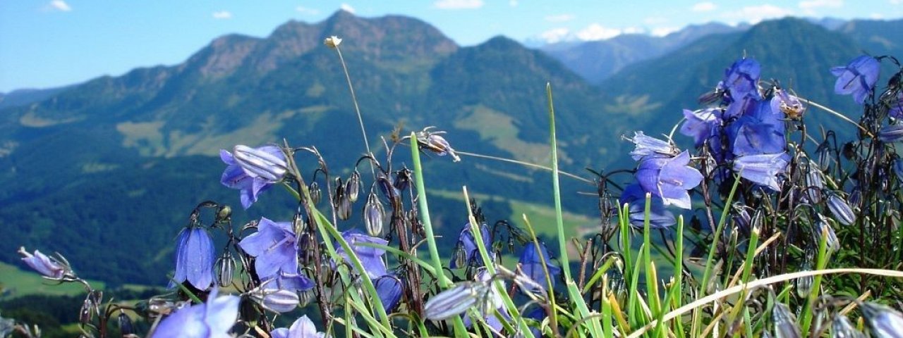 Flower learning trail on the Buchensteinand mountain, © Kitzbüheler Alpen Marketing