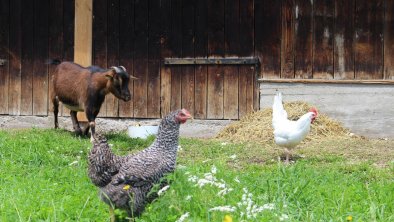 Rosa, Paula und Emily