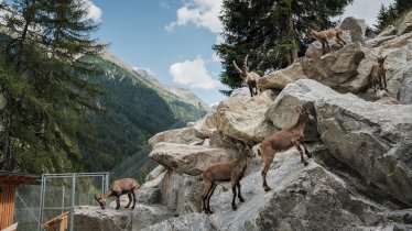 The Alpine Ibex Centre in the Pitztal Valley, © Tiroler Steinbockzentrum