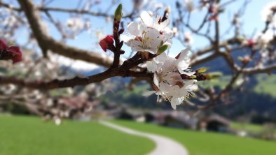 Frühling in Alpbach, © Heachhof/Schwarzenauer