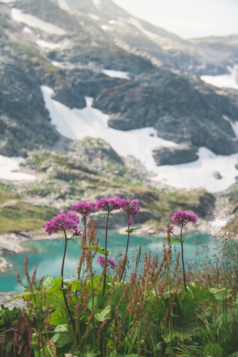 Adenostyles, © Nationalpark Hohe Tauern / Vanessa Szopory