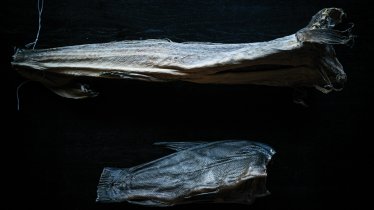 Stockfish used to be made with cod from the Atlantic. Local alternatives include pike and tench, which can also be dried and conservated to make this traditional Tirolean dish.
