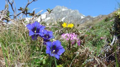 Alpenblumen