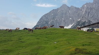 Kühe auf der Alm